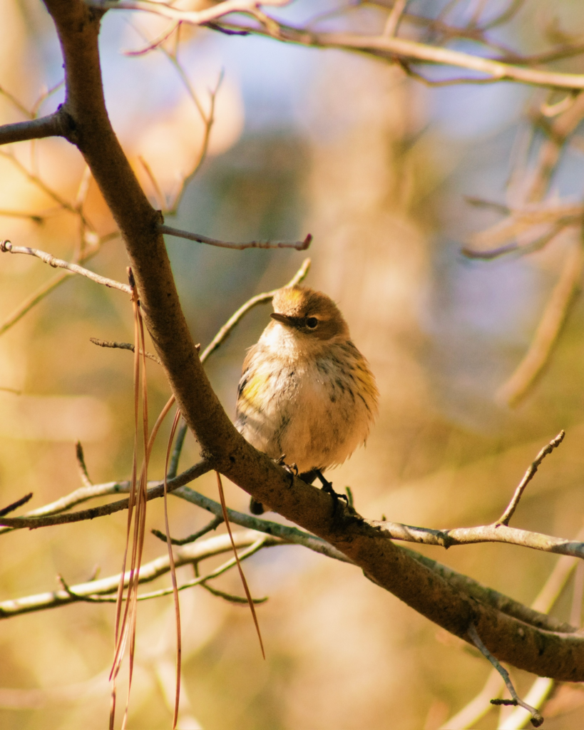 Photo of a bird resting on a tree branch in the fall.
