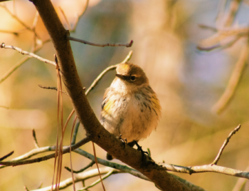 Photo of a bird resting on a tree branch in the fall.