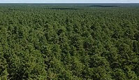 Pine Barrens overview