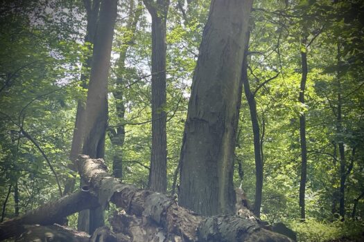 A close up photo of trees in the Watchung forest.