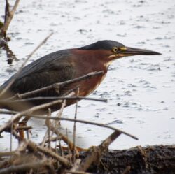 {{brizy_dc_image_alt entityId=